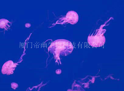 紫纹海刺水母